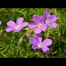 Geranium pratense nimbus gebraucht kaufen  Deutschland