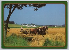 Postcard ohio amish for sale  Wellsboro