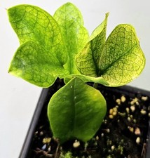 Zamioculcas zamiifolia chamale usato  Spedire a Italy