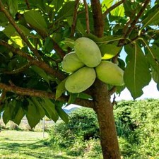 Delicious pawpaw trees for sale  High Springs