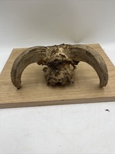 Goat sheep skull for sale  BIGGLESWADE