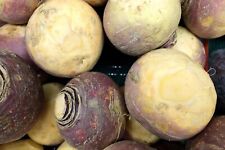 Laurentian rutabaga seeds for sale  Deltona