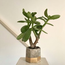 Jade money plant for sale  OXFORD