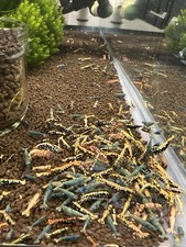 Mix caridina shrimp for sale  Las Vegas