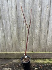 Violet willow tree for sale  CHORLEY