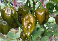 Trinidad scorpion khaki for sale  Shipping to Ireland