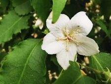 Hoheria populnea ribbonwood for sale  ST. ASAPH
