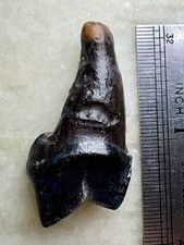 Raro Florida Extinto Jaguar Dente Carnassial Panthera onca augusta Lindo  comprar usado Raro Florida Extinto Jaguar Dente Carnassial Panthera onca augusta Lindo  comprar usado  Enviando para Brazil