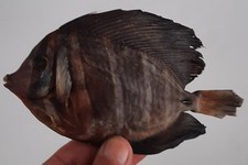 Curiosité taxidermie poisson d'occasion  Montpellier-