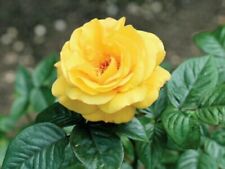 Pcs yellow rose for sale  HARLOW