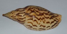 Conchiglia shell harpulina usato  Piombino