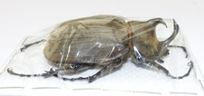 Megasoma anubis male d'occasion  Expédié en Belgium