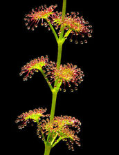 Drosera stolonifera semi usato  Italia