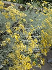 Helichrysum italicum evergreen for sale  SPALDING