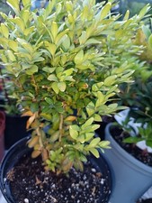 Bare root common for sale  MAIDSTONE