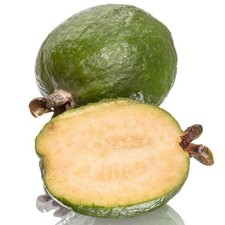 Feijoa sellowiana mammoth d'occasion  Pouzauges