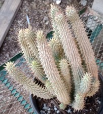 Hoodia gordonii huge for sale  North Las Vegas
