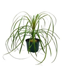 Indoor stumpy palm for sale  Apopka
