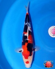 Imported japanese koi for sale  La Center