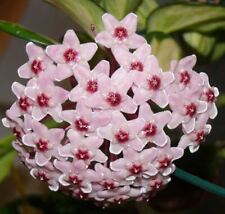 Hoya carnosa fiore usato  Napoli