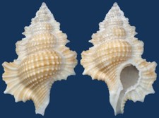 Shell Biplex bozzettii Seashell comprar usado  Enviando para Brazil