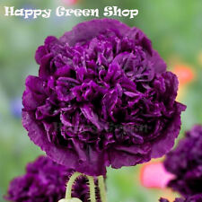 Poppy double violet for sale  DONCASTER