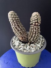 Rare cactus mammillaria d'occasion  Aire-sur-l'Adour