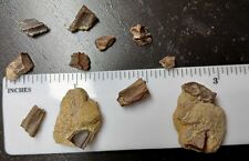 Lot hadrosaur fossil for sale  Brandon