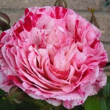 Rose scentimental 2yrsold for sale  Summerfield