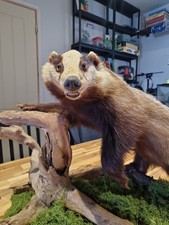 European badger taxidermy for sale European badger taxidermy for sale  BRISTOL