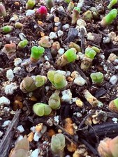 Rare succulents conophytum for sale  BIRMINGHAM