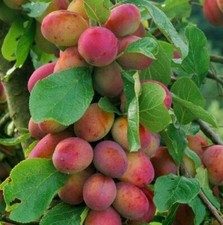 Prunus victoria plum for sale  KING'S LYNN