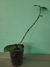 Hoya 055 bewurzelte gebraucht kaufen  Deutschland