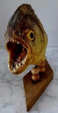 Vintage taxidermy real for sale  San Tan Valley