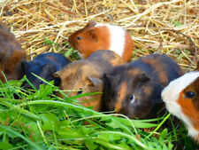 Kleintierwiese hasen kaninchen gebraucht kaufen  Öhringen