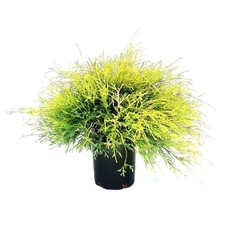 lemon cypress for sale lemon cypress for sale Gloucester Point