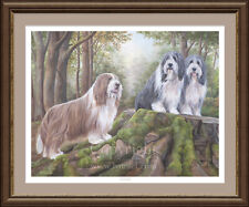 Bearded collie beardie for sale  CANNOCK