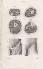 1853 tavola anatomica usato  Napoli