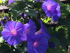 Ipomoea indica ipomée d'occasion  Arzacq-Arraziguet
