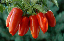 Pomodoro san marzano usato  Italia