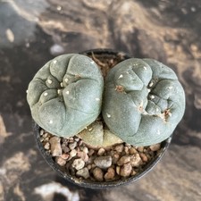 Rare cactus lost for sale Rare cactus lost for sale  WIGAN