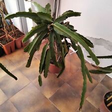 Talea pitaya frutto usato  Giarre