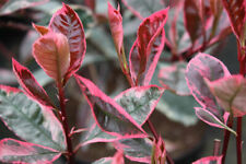 Photinia fraseri louise usato  Italia