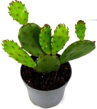 Feigenkaktus puntia humifusa gebraucht kaufen  Gronau