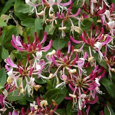 Lonicera serotina late for sale  STOKE-ON-TRENT