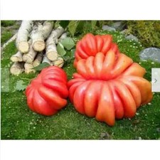 Semi pomodoro enorme usato Semi pomodoro enorme usato  Trappeto