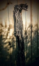 Arizona saguaro cactus for sale  Mayer