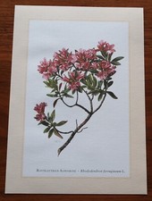 Rostblättrige alpenrose rhodo gebraucht kaufen  Bad Oldesloe
