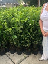 Cherry laurel hedging for sale Cherry laurel hedging for sale  CRAIGAVON