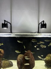 Kessil a360we tuna for sale  EDINBURGH